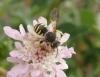 Trachusa interrupta